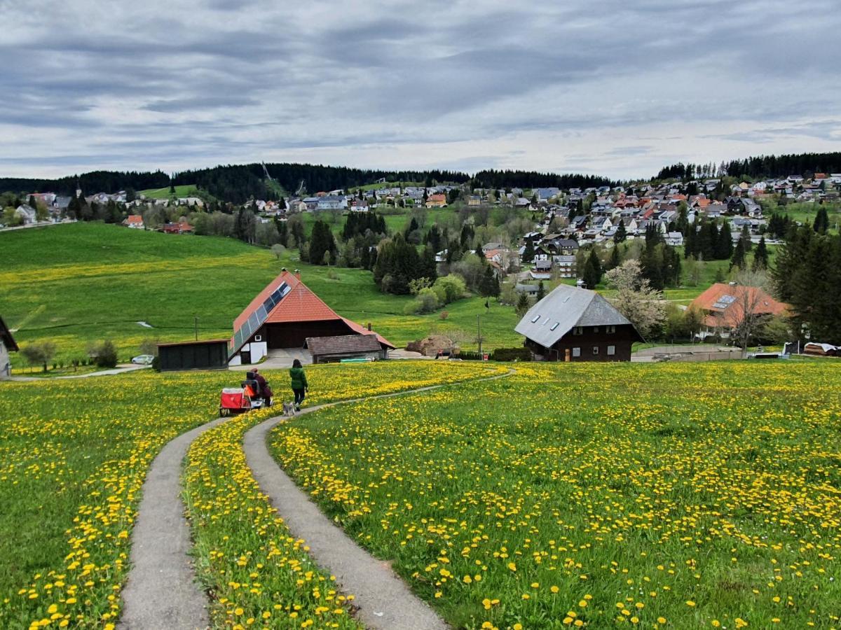 Sonnengelb Im Herzen Des Schwarzwaldes Schönwalde