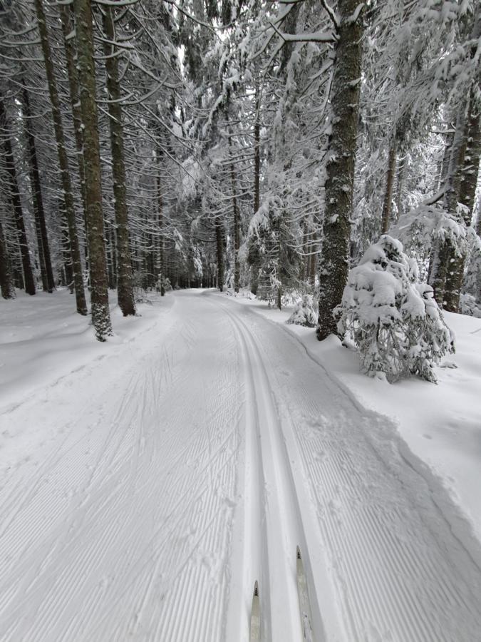 Sonnengelb Im Herzen Des Schwarzwaldes *